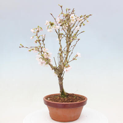 Venkovní bonsai - Prunus incisa Kojou-no mai-Višeň vyříznutá - 2