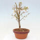Venkovní bonsai - Prunus incisa Kojou-no mai-Višeň vyříznutá - 2/6