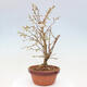 Venkovní bonsai - Prunus incisa Kojou-no mai-Višeň vyříznutá - 2/6
