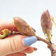 Venkovní bonsai - Vistarie květnatá - Wisteria floribunda - 2/7