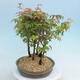 Acer palmatum  - Javor dlanitolistý - lesík - 2/4