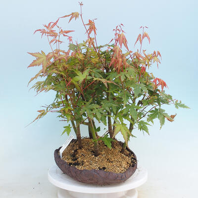 Acer palmatum  - Javor dlanitolistý - lesík - 2