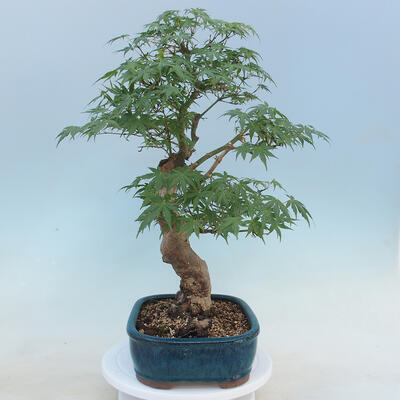 Acer palmatum  - Javor dlanitolistý - 2