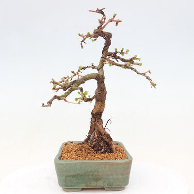 Venkovní bonsai -Larix decidua - Modřín opadavý - 2