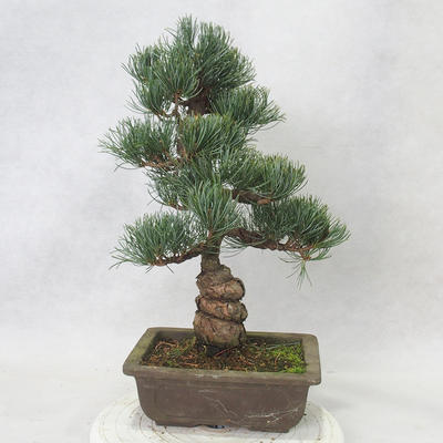 Venkovní bonsai - Pinus parviflora - Borovice drobnokvětá - 2