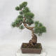 Venkovní bonsai - Pinus parviflora - Borovice drobnokvětá - 2/5
