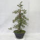 Venkovní bonsai - Hloh růžové květy - Crataegus laevigata paul´s  Scarlet - 2/7