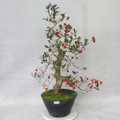 Venkovní bonsai - Hloh bílé květy - Crataegus laevigata - 2