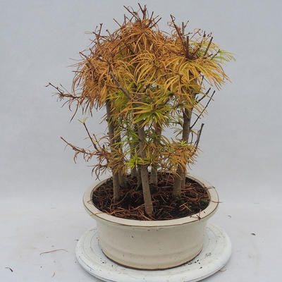 Venkovní bonsai - Pseudolarix amabilis - Pamodřín - lesík - 2