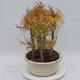 Venkovní bonsai - Pseudolarix amabilis - Pamodřín - lesík - 2/5