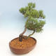 Venkovní bonsai - Pinus Mugo - Borovice kleč - 2/4