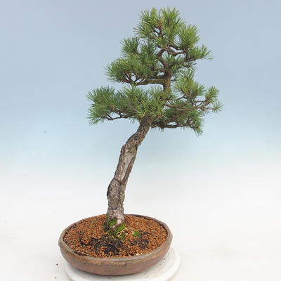 Venkovní bonsai - Pinus sylvestris - Borovice lesní - 2