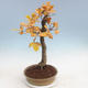 Venkovní bonsai Quercus - dub - 2/5