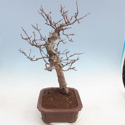 Venkovní bonsai Quercus - KIWI - actinidia - 2