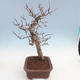 Venkovní bonsai Quercus - KIWI - actinidia - 2/5