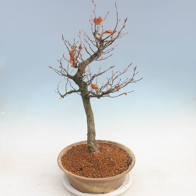 Venkovní bonsai - Fagus sylvatica - Buk lesní - 2