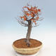 Venkovní bonsai - Fagus sylvatica - Buk lesní - 2/5