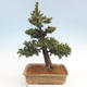Venkovní bonsai - Taxus bacata  - Tis červený - 2/5