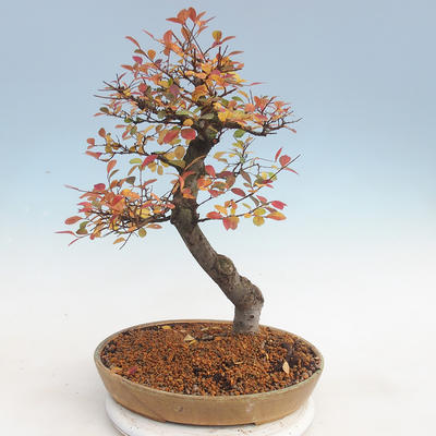Venkovní bonsai-Ulmus parviflora-Jílm malolistý - 2