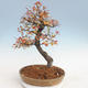 Venkovní bonsai-Ulmus parviflora-Jílm malolistý - 2/5