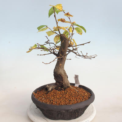 Venkovní bonsai -Carpinus  betulus - Habr obecný - 2
