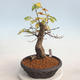 Venkovní bonsai -Carpinus  betulus - Habr obecný - 2/5
