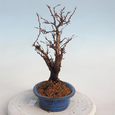 Venkovní bonsai-Mochna křovitá - potentila fruticosa žlutá - 2
