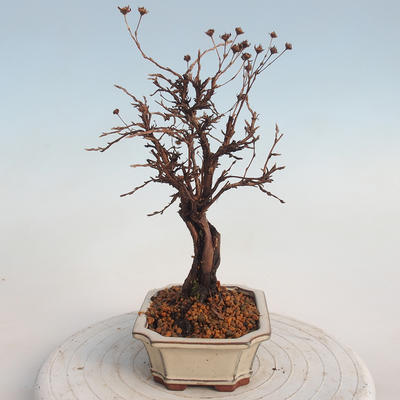Venkovní bonsai-Mochna křovitá - potentila fruticosa žlutá - 2