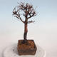 Venkovní bonsai-Mochna křovitá - potentila fruticosa žlutá - 2/6