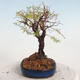Venkovní bonsai-Mochna křovitá - potentila fruticosa žlutá - 2/5