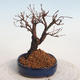 Venkovní bonsai-Mochna křovitá - potentila fruticosa žlutá - 2/5