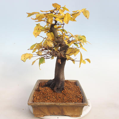 Venkovní bonsai -Carpinus  betulus - Habr obecný - 2