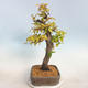 Venkovní bonsai -Carpinus  betulus - Habr obecný - 2/5