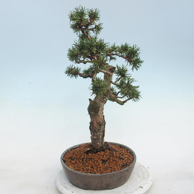 Venkovní bonsai - Pinus Mugo - Borovice kleč - 2