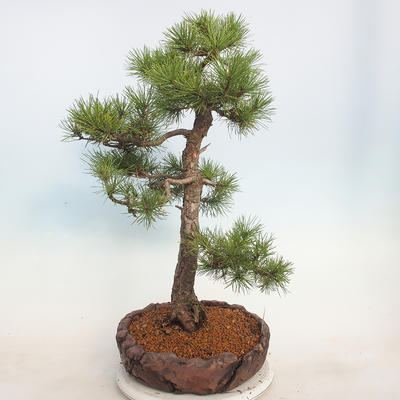 Venkovní bonsai - Pinus sylvestris - Borovice lesní - 2