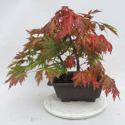 Venkovní bonsai -Javor dlanitolistý Acer palmatum Disectum - 2