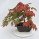 Venkovní bonsai -Javor dlanitolistý Acer palmatum Disectum - 2/6