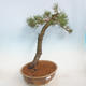 Venkovní bonsai - Pinus sylvestris - Borovice lesní - 2/5
