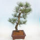 Venkovní bonsai - Pinus Nigra - Borovice černá - 2/5