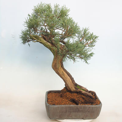 Venkovní bonsai - Juniperus chinensis -Jalovec čínský - 2