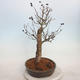 Venkovní bonsai - ptačí zob Ligustrum - 2/4