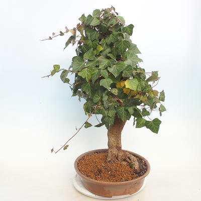 Venkovní bonsai - Hedera - Břečtan - 2