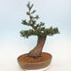 Venkovní bonsai - Taxus bacata  - Tis červený - 2/5