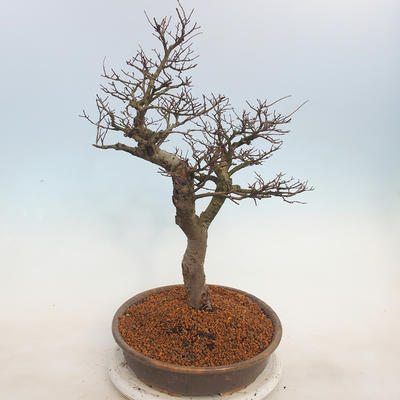 Venkovní bonsai - Ulmus - Jílm malolistý - 2