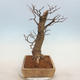 Venkovní bonsai - Lípa malolistá - Tilia cordata - 2/5