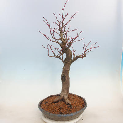 Venkovní bonsai - Lípa malolistá - Tilia cordata - 2