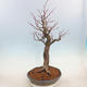 Venkovní bonsai - Lípa malolistá - Tilia cordata - 2/4