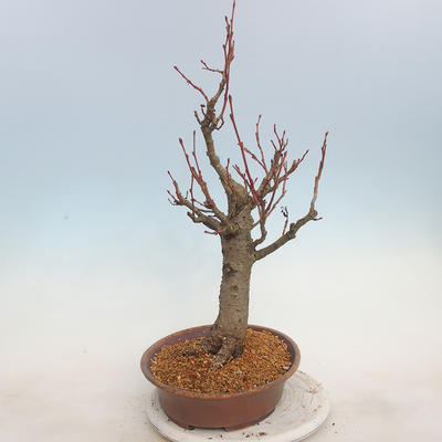 Venkovní bonsai - Lípa malolistá - Tilia cordata - 2