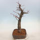 Venkovní bonsai - Lípa malolistá - Tilia cordata - 2/5