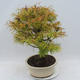 Venkovní bonsai - Pseudolarix amabilis - Pamodřín - 2/5